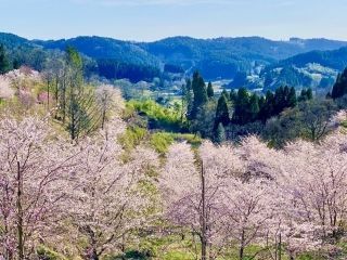 長湯温泉 しだれ桜の里の桜写真１
