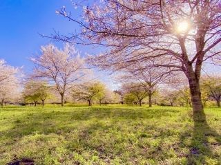 長湯温泉 しだれ桜の里の桜写真２