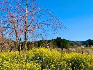 長湯温泉 しだれ桜の里の写真４