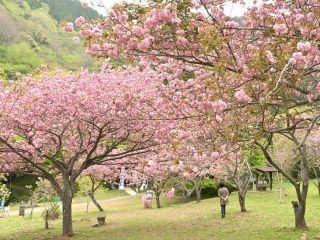 えぼし公園の桜写真１
