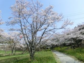 安岐ダム公園の写真３