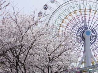 ハーモニーランドの桜写真１