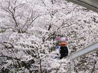 ハーモニーランドの桜写真２