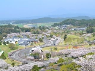 観音池公園の桜写真２