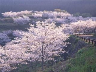 花立公園の写真３