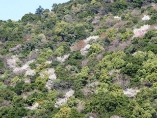 綾の照葉大吊橋周辺の桜写真１