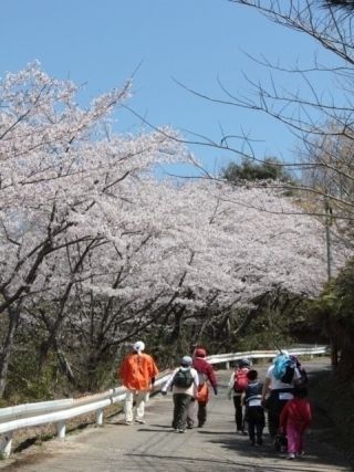 遠見山の桜写真2