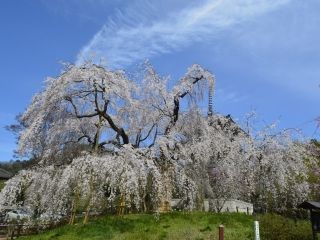 浄専寺のしだれ桜の写真３