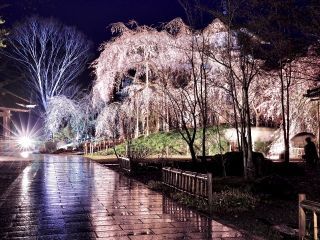 浄専寺のしだれ桜の写真４