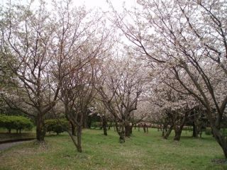 桜島自然恐竜公園の写真３