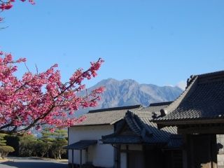 国指定名勝 仙巌園の桜写真２