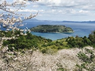魚見岳の桜写真１