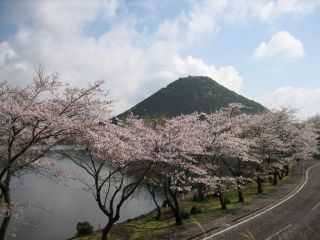 藺牟田池の桜写真１
