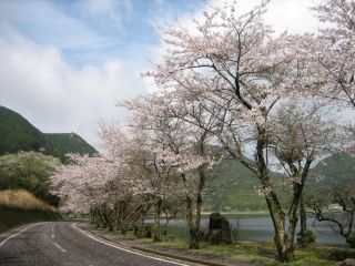 藺牟田池の桜写真２