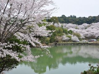 観音ヶ池市民の森の桜写真２