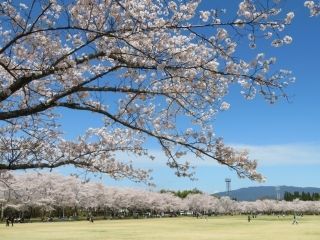 鹿児島県伊佐市 忠元公園の桜写真２