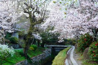 哲学の道の桜写真２