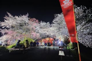 伊勢神宮・内宮の桜写真１