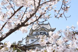 岸和田城の桜写真１