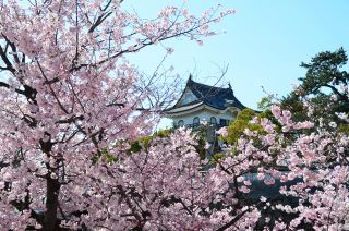 岸和田城の桜写真２