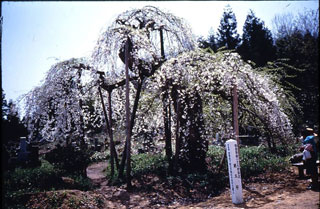 杉の糸桜写真１