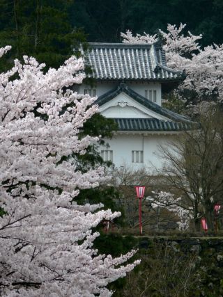 出石城跡の桜写真２