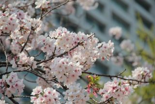 日比谷公園の桜写真２