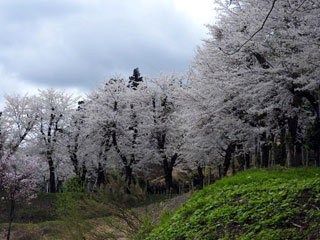 小出公園の桜写真２