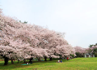野川公園の桜写真１
