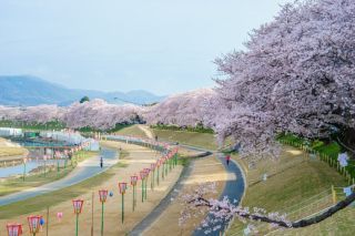 旭川さくら道の桜写真１