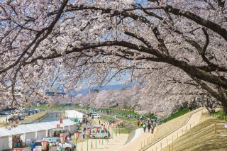 旭川さくら道の桜写真２