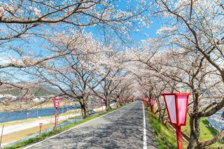 久世トンネル桜写真1