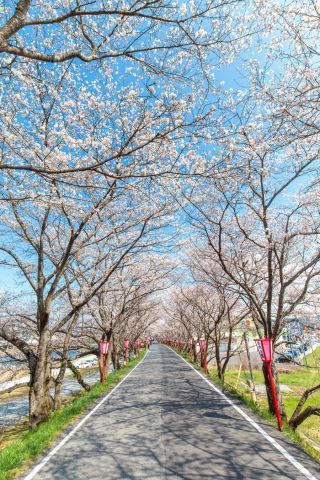 久世トンネル桜の写真3