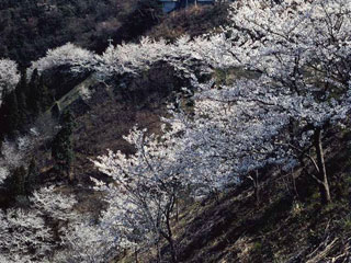 吉野山公園の桜写真２