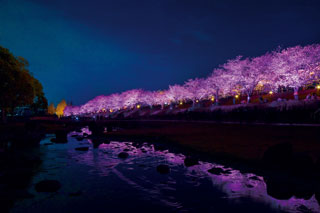 打上川治水緑地の桜写真２