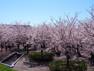 さくら広場（幕張）の桜写真２