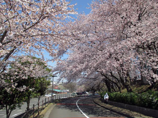 県立保土ケ谷公園の桜写真１