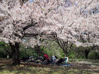 県立保土ケ谷公園の桜写真２