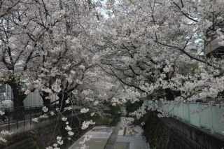 麻生川の桜写真１