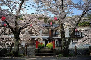 城崎温泉の桜写真２