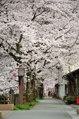城崎温泉の写真４
