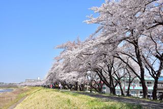 福生市・多摩川堤防沿いの桜写真２
