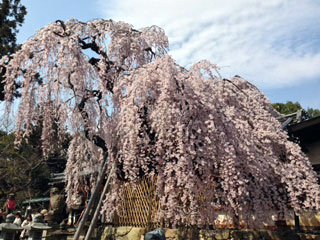 氷室神社の桜写真１
