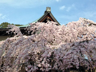 氷室神社の桜写真２