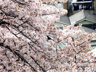 枚岡公園の桜写真１