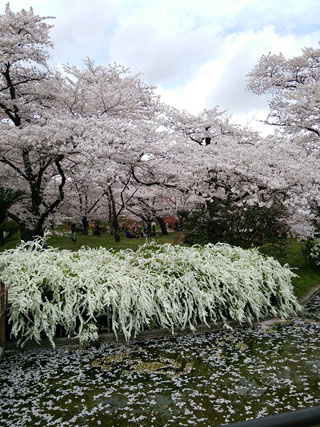 京都府立植物園の桜写真１