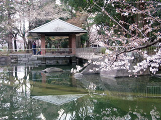 蚕糸の森公園の桜写真２