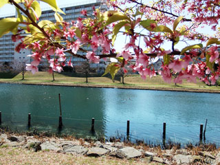 旧中川水辺公園の桜写真２