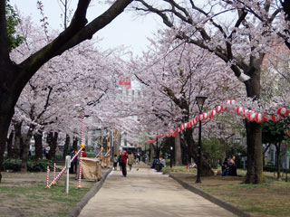 錦糸公園の桜写真２