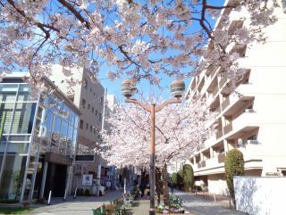 九品仏川緑道（自由が丘）の桜写真２